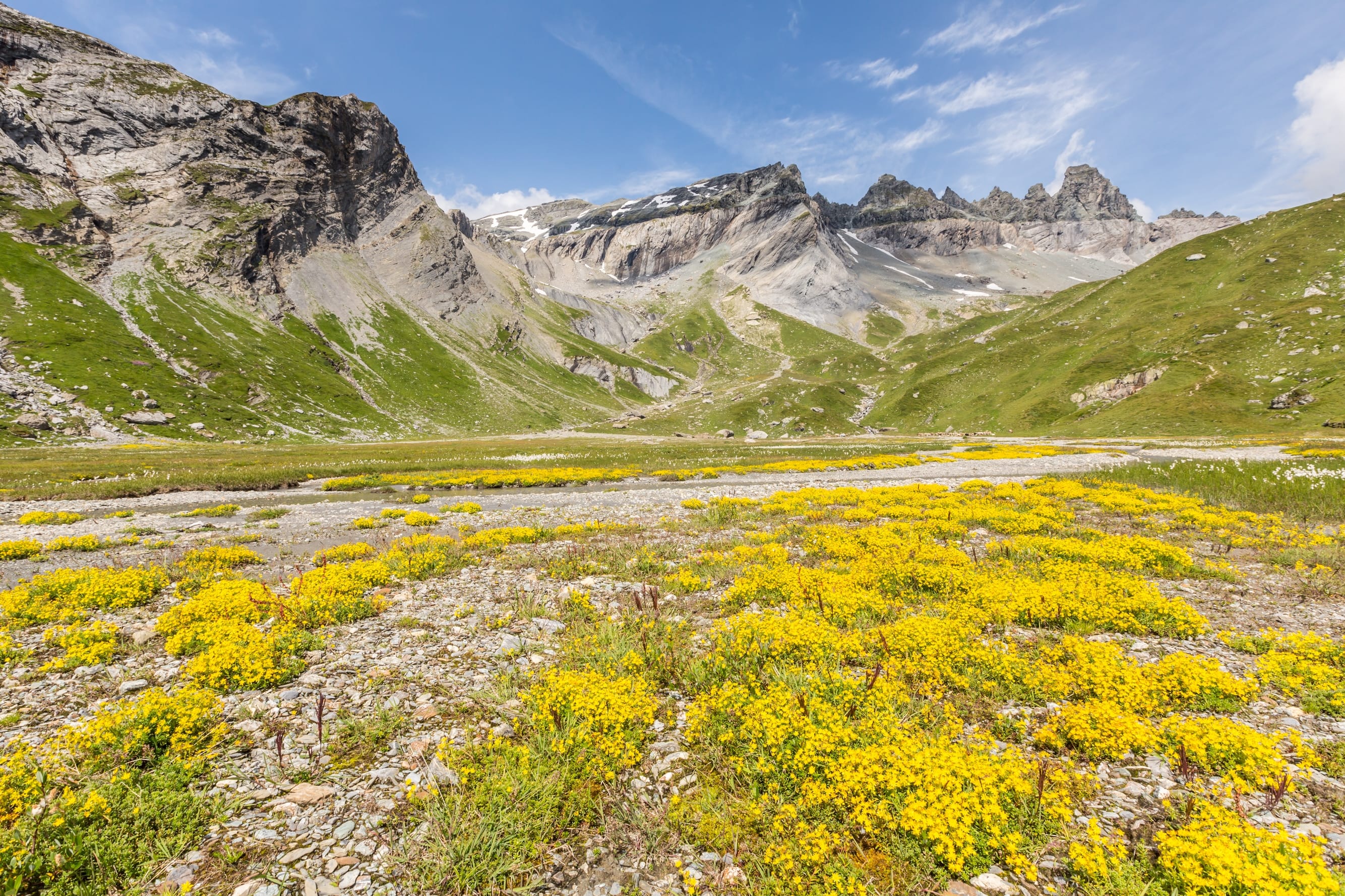 Gelbe Wildblumen in den Alpen, Schweiz.