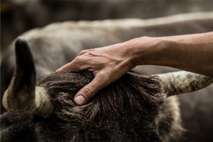 Eine Person streichelt den Kopf einer Kuh.